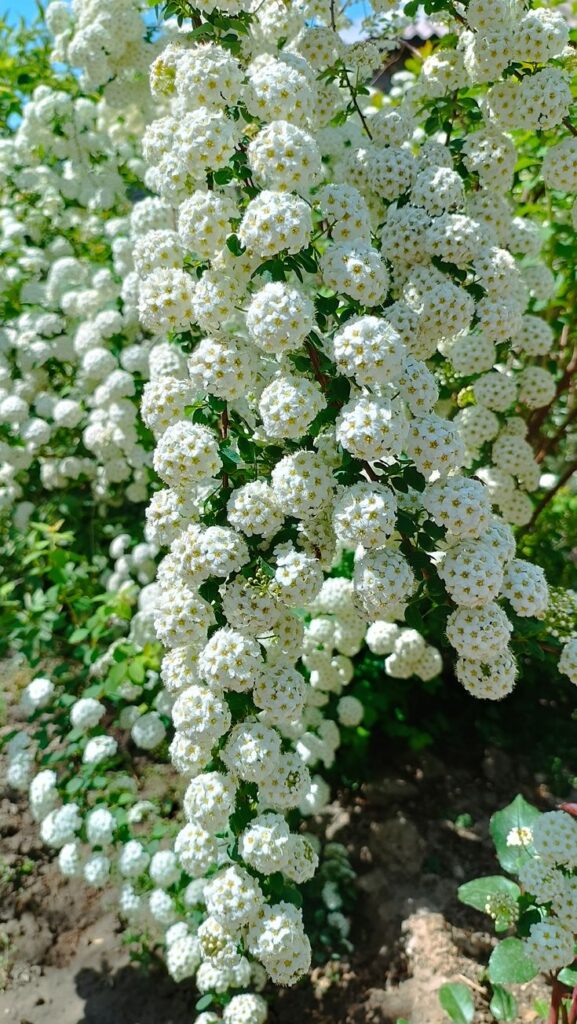 Shrubs with White Flowers in American Landscapes: Types, Uses, and Seasonal Characteristics