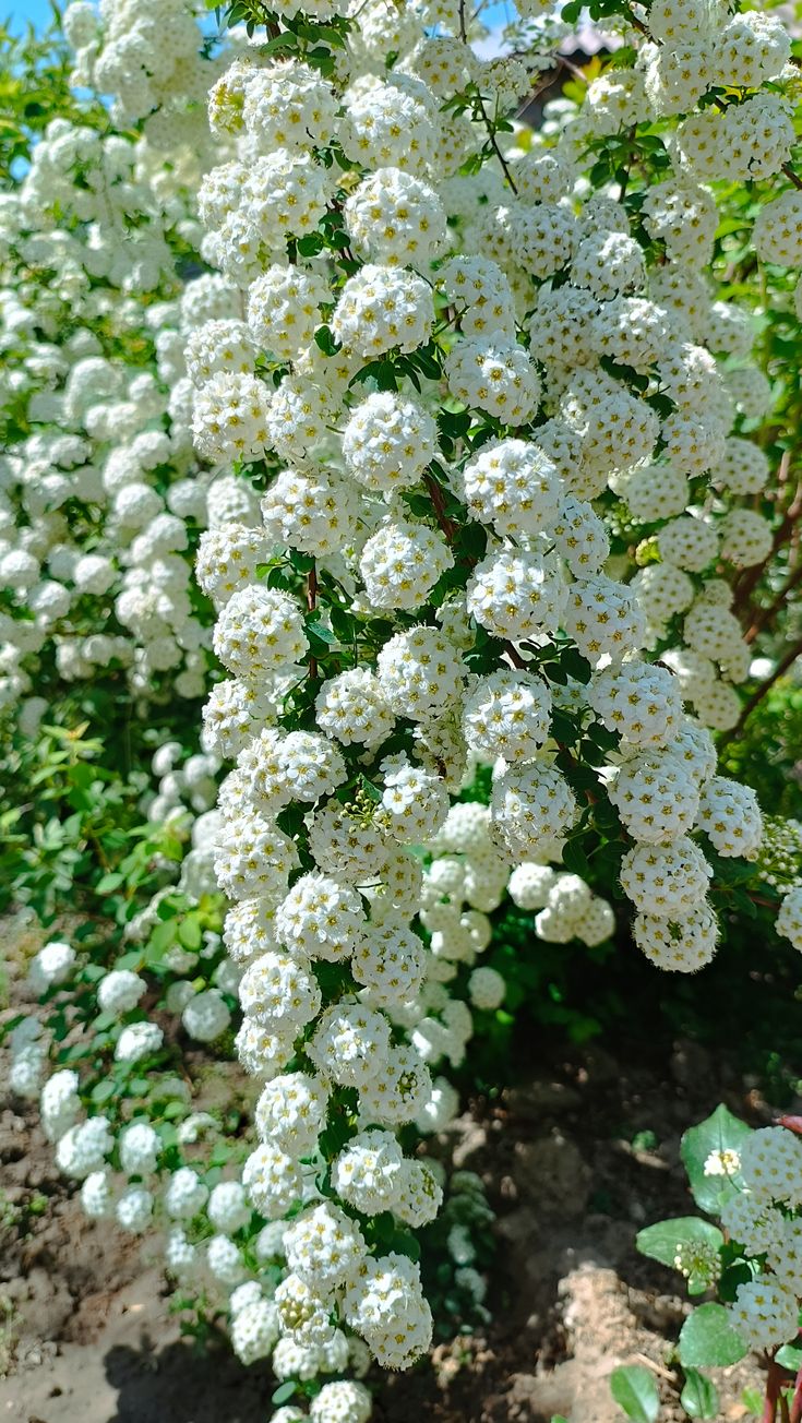 Shrubs with White Flowers in American Landscapes: Types, Uses, and Seasonal Characteristics