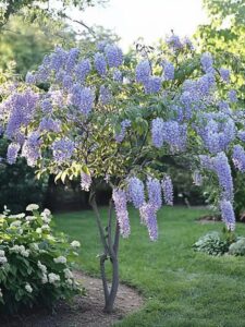 wisteria's when does wisteria bloom wisteria flowers photos of wisteria wisteria image images of wisteria wisteria plant flower pictures of wisteria plants wisteria pictures picture of wisteria
