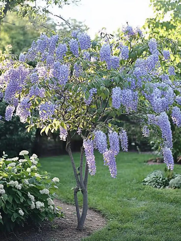 wisteria's when does wisteria bloom wisteria flowers photos of wisteria wisteria image images of wisteria wisteria plant flower pictures of wisteria plants wisteria pictures picture of wisteria