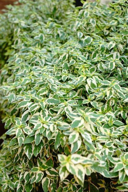 shrub with green and white leaves bush with green and white leaves variegated shrubs white and green leaf shrub variegated bushes shrubs with variegated leaves variegated bushes shrubs green white leaf shrub variegated evergreen shrubs green and white bush