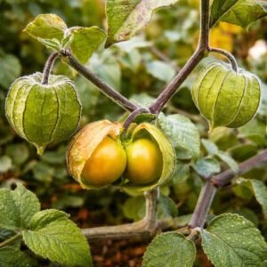 cape gooseberry, cape gooseberries, cape gooseberry plant, plant cape gooseberry, fruit cape gooseberry, orange gooseberry fruit, cape gooseberry cultivation, cape gooseberry planting, growing cape gooseberry, cape gooseberry farming, cape gooseberry fruit, goldenberry, golden berry fruit, physalis peruviana, peruvian groundcherry, husk cherry, gooseberry plants, exotic fruits, tropical fruit plants, edible garden plants, fruit gardening, home gardening, organic gardening, backyard fruit growing, specialty fruits, unusual fruits, fruit cultivation, garden plants, berry plants, healthy fruits, vitamin c fruits, antioxidant fruits, sustainable gardening, greenhouse gardening, fruit plant care, gardening tips