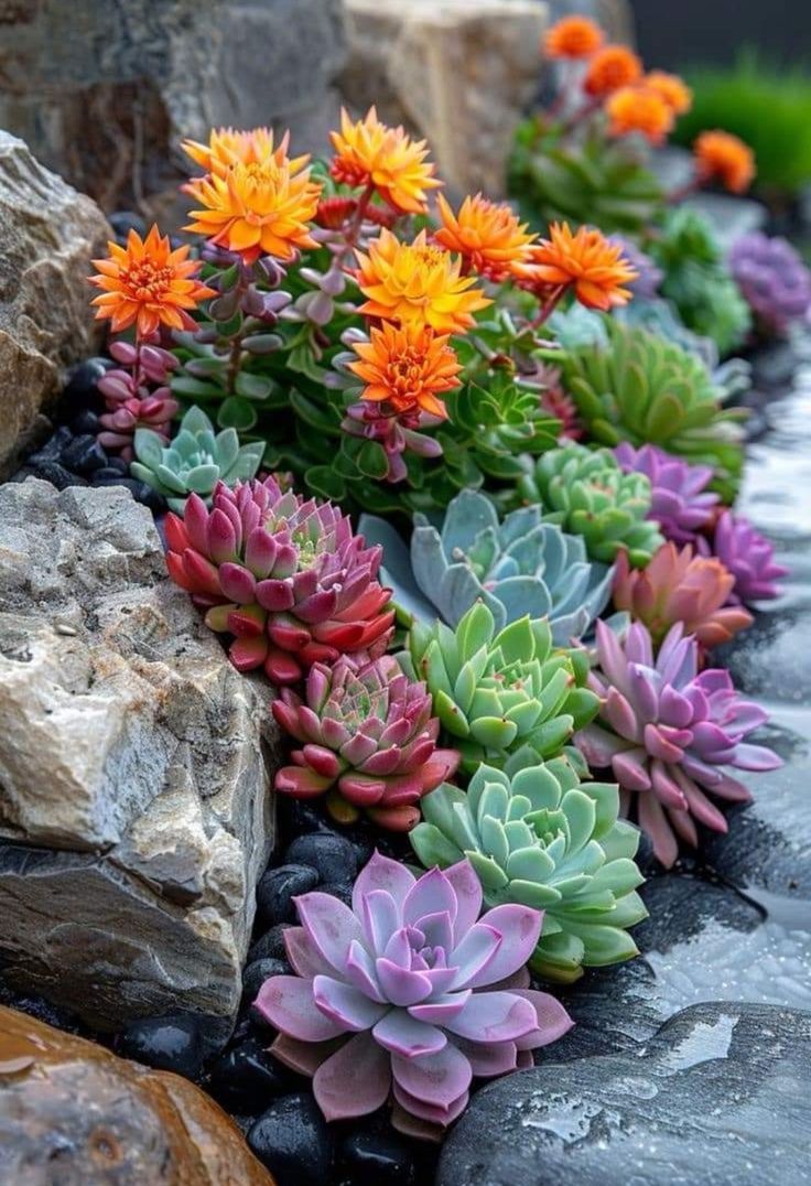 Rock Purslane: A Stunning Succulent for Colourful Water-Wise Gardens Why Rock Purslane Is a Favourite for Modern Landscape Design