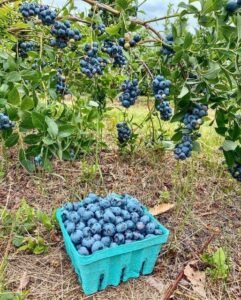 Growing Blueberries Successfully: Simple Steps for a Thriving Berry Garden
