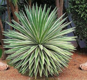 False Agave Plant: