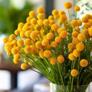 billy button flowers, billy buttons, billy button, billy ball flower, billy buttons plant, billy button flower, billy button plant, billy bob flowers, Billy's button, belly button plant, Craspedia, Craspedia globosa, yellow flowers, dried flowers, dried flower arrangements, fresh flowers, garden flowers, ornamental plants, perennial flowers, flower arrangements, wedding flowers, bouquet flowers, rustic wedding flowers, home décor flowers, floral design, cut flowers, cottage garden plants, pollinator plants, low maintenance plants, drought tolerant plants, Australian native flowers, modern floral arrangements, indoor decoration, outdoor gardening, yellow garden blooms