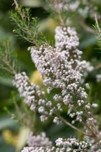 Erica Arborea: The Beautiful Tree Heather Worth Growing
