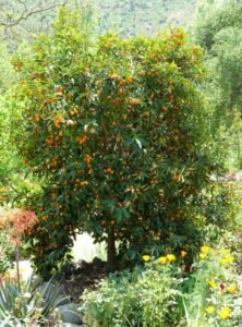 Kumquat Tree: A Small Citrus with Big Flavor and Year-Round Appeal