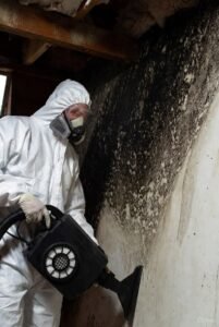 mold removal company mold removal businesses