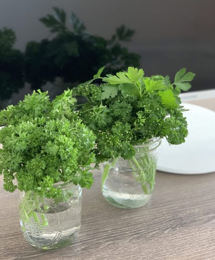 Garden Parsley: Growing, Care, Season & Cold Tolerance