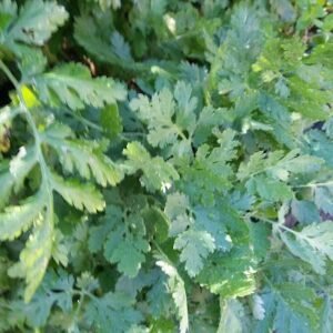 summer savory herb, summer savory, summer savoury, savory herb, what is savory herb, what is summer savory, what is summer savoury, what does summer savory taste like, summer savory uses, summer savory herb uses, summer savory plant, savory plant, satureja hortensis, garden savory, annual savory, culinary herbs, cooking herbs, aromatic herbs, herb garden plants, edible herbs, fresh herbs, dried herbs, mediterranean herbs, european herbs, spice herbs, seasoning herbs, herbal plants, kitchen garden