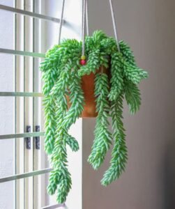burro's tail succulent burro tail cactus
