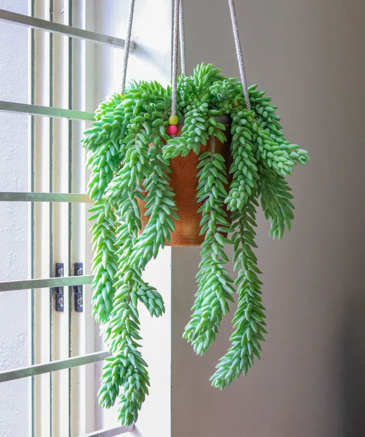 burro's tail succulent burro tail cactus