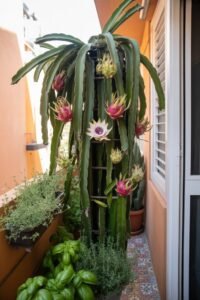 Dragon Fruit Plant: Exploring the Unique Tropical Cactus Behind Pitaya