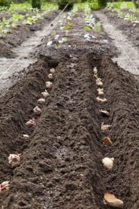 how to plant potatoes when to plant potatoes potato plant planting potatoes