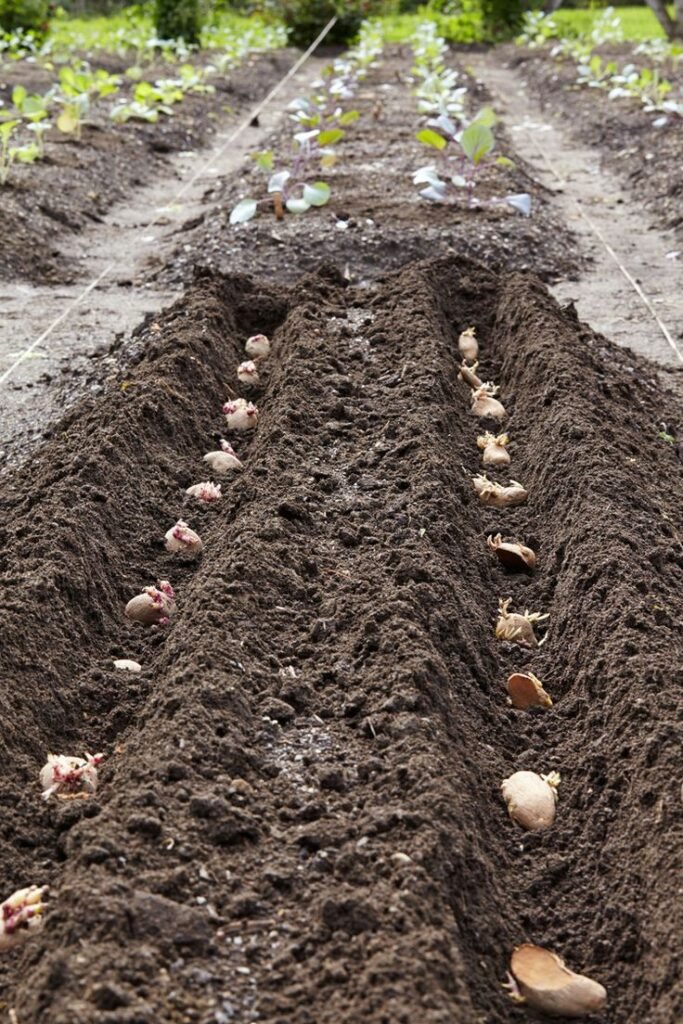 how to plant potatoes when to plant potatoes potato plant planting potatoes