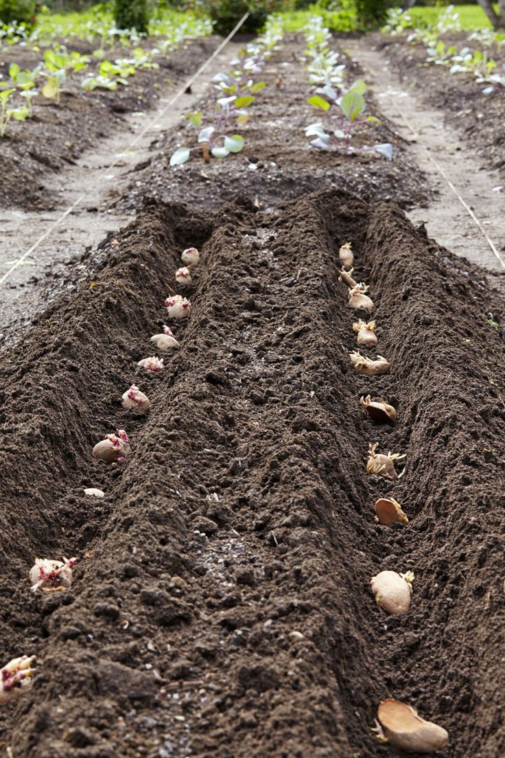 how to plant potatoes when to plant potatoes potato plant planting potatoes
