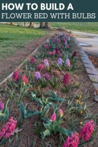 When to Plant Bulbs for Healthy Blooms Throughout the Year