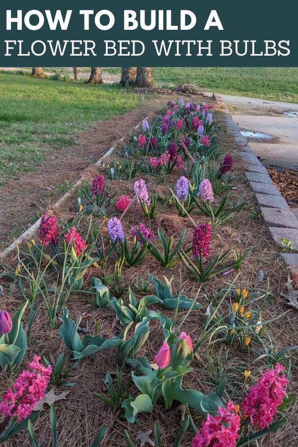 When to Plant Bulbs for Healthy Blooms Throughout the Year