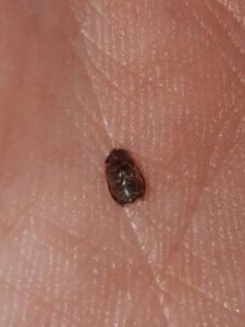 Small Brown Bugs: Common Types, Causes, Identification, and What They Mean in Homes
