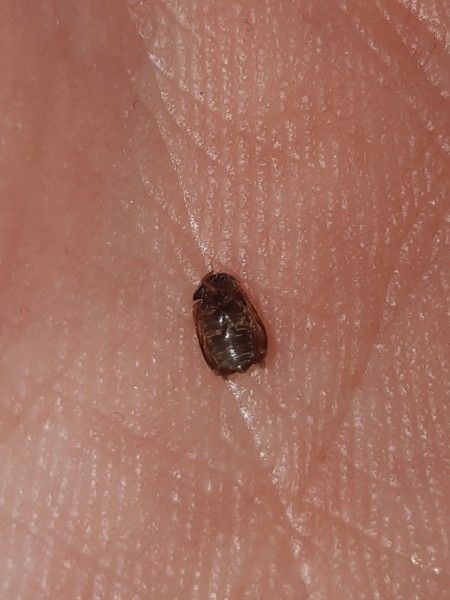 Small Brown Bugs: Common Types, Causes, Identification, and What They Mean in Homes