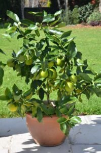 Why the Thai Lime Tree Is Becoming a Favorite Citrus Plant in the USA and UK