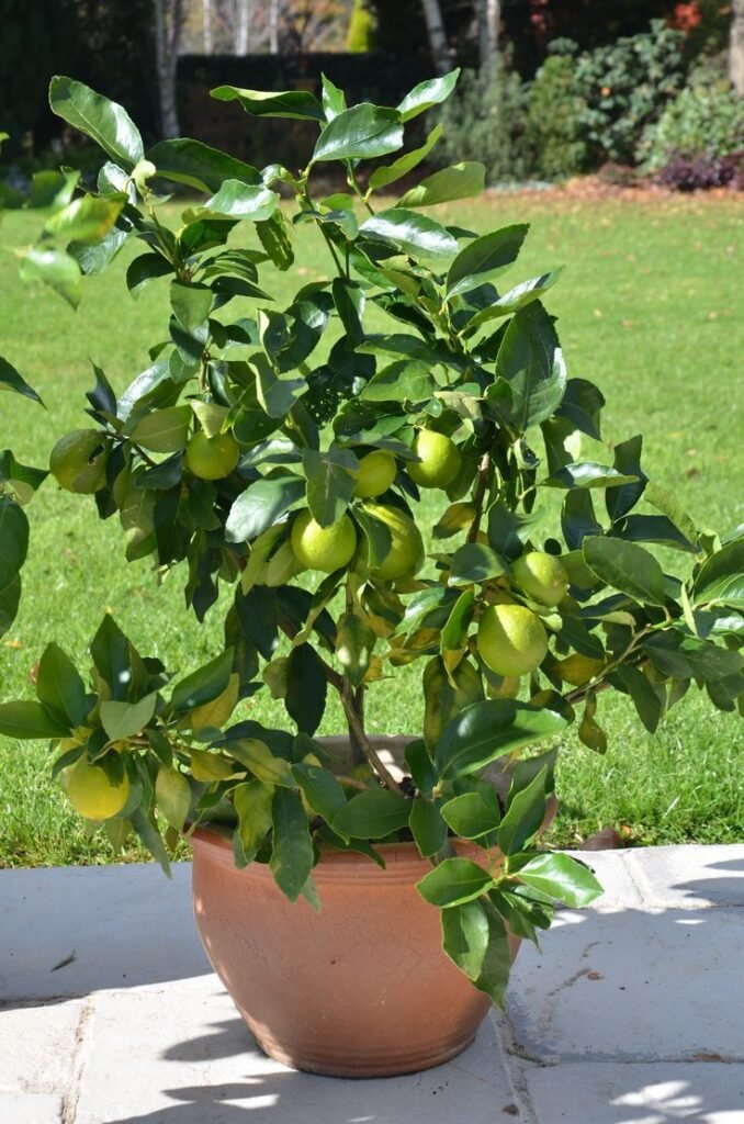 Why the Thai Lime Tree Is Becoming a Favorite Citrus Plant in the USA and UK