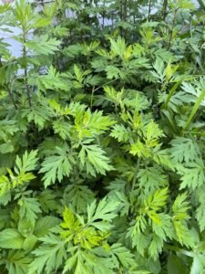 Mugwort in the Landscape: Identification, Uses, and Safe Management