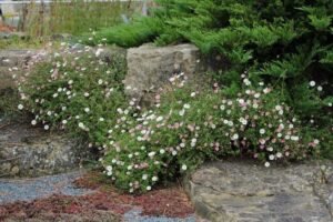 Erigeron: A Resilient Daisy-Like Flower Bringing Natural Beauty to American Gardens