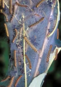 webworms, fall webworm, fall webworms, web worm, webworm, fall webworm moth, worms in webs, how to get rid of webworms, how do you get rid of web worms, how to get rid of webworms in trees, tree pests, caterpillars in trees, silk web caterpillars, tree insect pests, deciduous trees, webworm damage, webworm control, bacillus thuringiensis, biological pest control, arboriculture, tree care, ornamental trees, integrated pest management, garden pests, pest management, tree health, moth larvae, invasive insects, caterpillar identification, landscape maintenance, healthy trees, USA gardening, UK gardening, forest pests, tree disease prevention