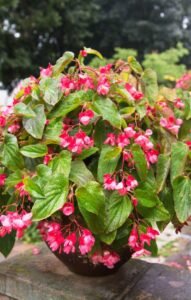 dragon wing begonia, begonia dragon wing, begonia dragon wing red, dragon wing red begonia, dragon begonia, dragon wing begonia red, begonia red dragon, dragon wing flower, dragon wing red begonia care, how big do dragon wing begonias get, dragon wing begonias, red begonia plant, begonia care, flowering begonias, shade loving flowers, container gardening, hanging basket plants, garden begonias, fibrous begonias, ornamental plants, summer flowering plants, perennial begonias, annual flowering plants, glossy leaf begonia, patio plants, pollinator friendly flowers, landscape plants, garden borders, flower bed plants, easy care flowers, outdoor begonias, indoor begonia care, USA gardening, UK gardening, colourful garden plants