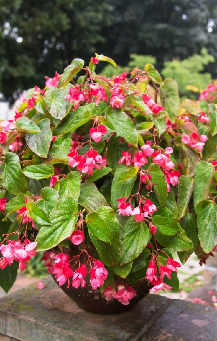 dragon wing begonia, begonia dragon wing, begonia dragon wing red, dragon wing red begonia, dragon begonia, dragon wing begonia red, begonia red dragon, dragon wing flower, dragon wing red begonia care, how big do dragon wing begonias get, dragon wing begonias, red begonia plant, begonia care, flowering begonias, shade loving flowers, container gardening, hanging basket plants, garden begonias, fibrous begonias, ornamental plants, summer flowering plants, perennial begonias, annual flowering plants, glossy leaf begonia, patio plants, pollinator friendly flowers, landscape plants, garden borders, flower bed plants, easy care flowers, outdoor begonias, indoor begonia care, USA gardening, UK gardening, colourful garden plants