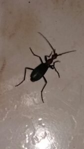 long skinny black bug in house long black bug black long skinny bug