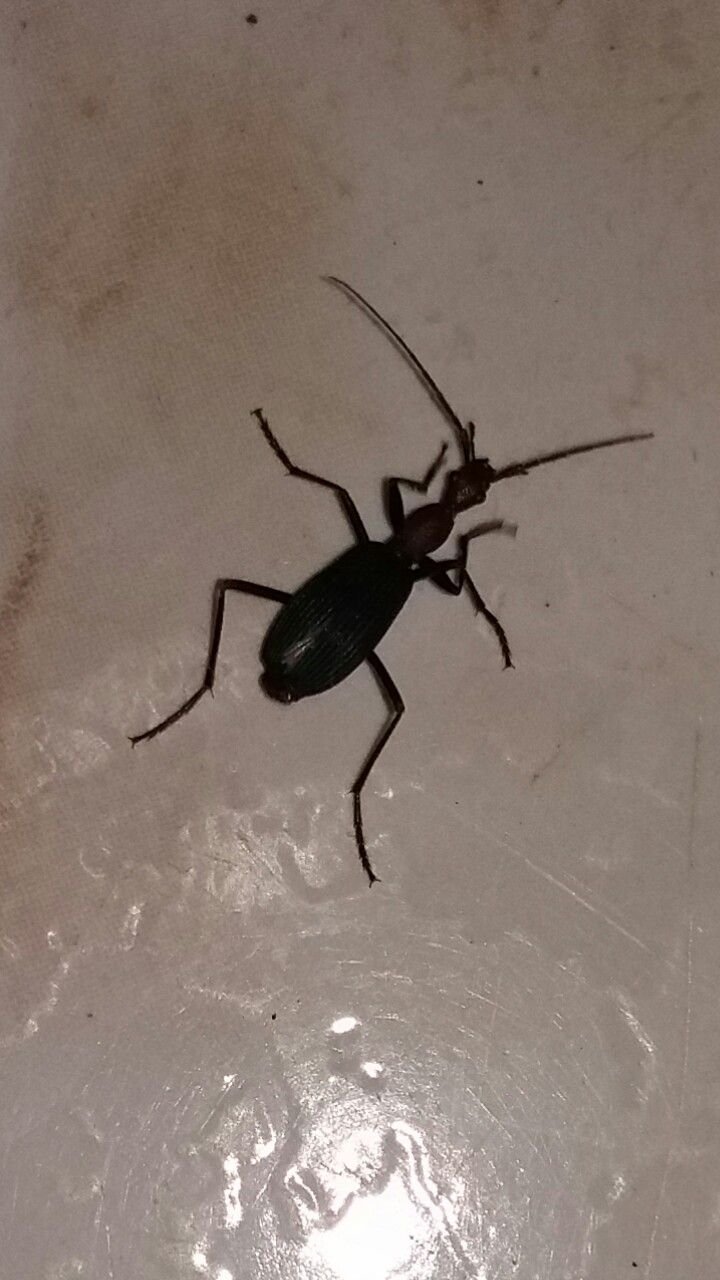 long skinny black bug in house long black bug black long skinny bug
