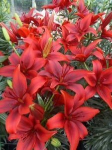 red lily flower red lilies red lily