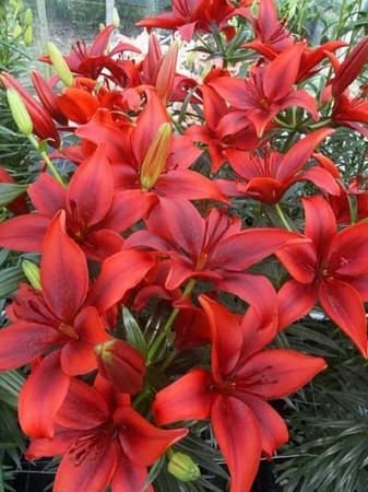 red lily flower red lilies red lily