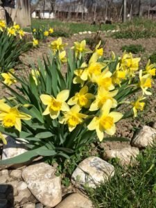 narcissus not blooming daffodils not flowering daffodils with no flowers no flowers on daffodils daffodils not blooming