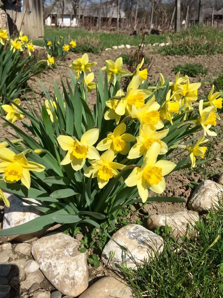 narcissus not blooming daffodils not flowering daffodils with no flowers no flowers on daffodils daffodils not blooming