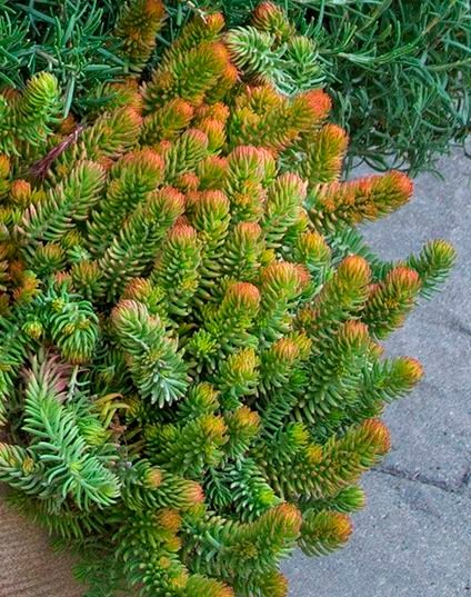 Sedum Angelina: Growth, Flowers, Ground Cover, and Care