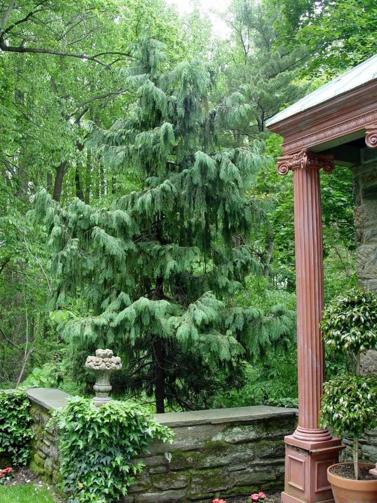 weeping alaskan cedar, weeping cedar, weeping cedar tree, weeping alaska cedar, weeping alaskan cedar, alaska cedar, alaskan weeping cedar, blue weeping alaskan cedar, alaska tree, cedar weeping, ornamental conifer, evergreen tree, Callitropsis nootkatensis, Chamaecyparis nootkatensis, Cupressaceae, pendulous conifer, blue conifer, landscape tree, specimen tree