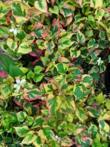 Houttuynia Cordata: Understanding the Colorful Chameleon Plant and Its Invasive Reputation