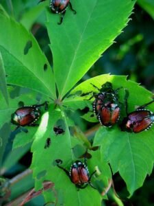 How to Get Rid of Asian Beetles Without Damaging Your Home