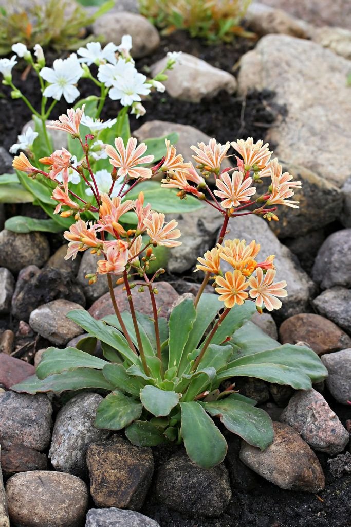 Lewisia: A Beautiful Cliff Maids Perennial Flower for Colorful Rock Gardens