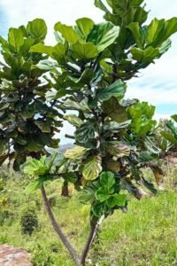 Fiddle Leaf Fig Plant: Indoor Care, Growth & Common Problems