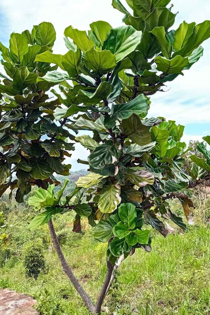 Fiddle Leaf Fig Plant: Indoor Care, Growth & Common Problems