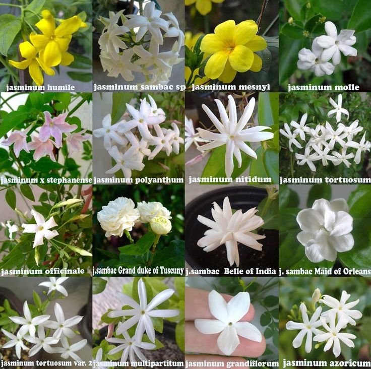 types of jasmine kinds of jasmine plants kinds of jasmine flower