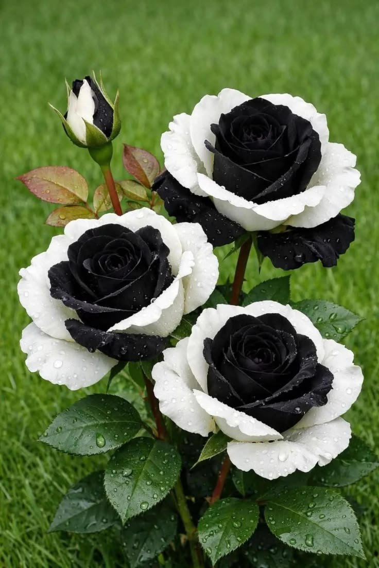 black and white flowers white flower black black and white flower flower black and white