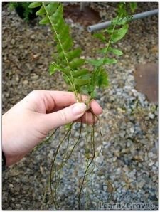 How to Propagate Ferns: Methods, Timing, and Fern Growth