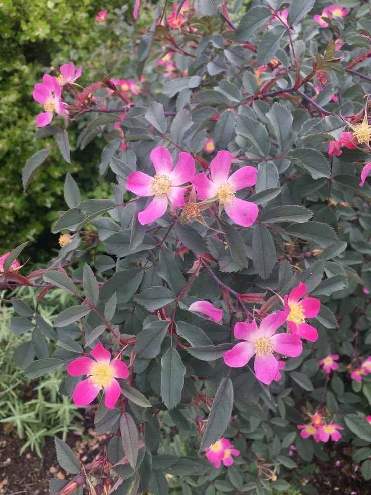 rosa glauca plant