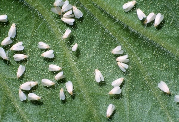 White Flies on Plants